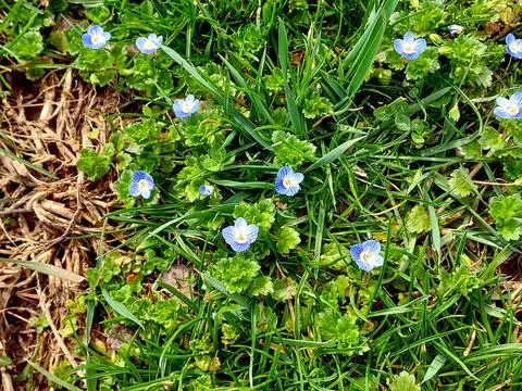 Blue Flower Stock Photos