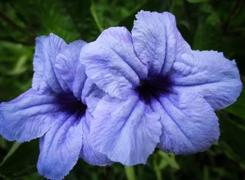 Blue Flower Stock Photos