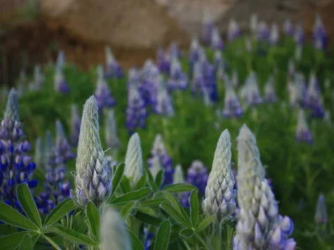 Blue Flower Pods Stock Footage