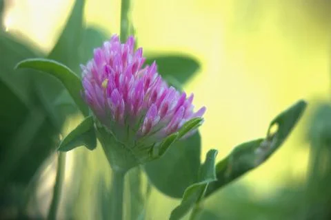 Blue flower in the rays of the sun. Stock Photos