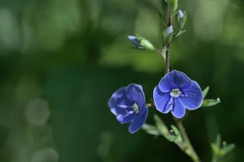 Blue flower in the rays of the sun. Stock Photos
