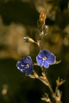 Blue flower in the rays of the sun. Stock Photos