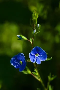 Blue flower in the rays of the sun. Stock Photos