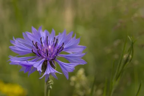Blue flower in the rays of the sun. Stock Photos
