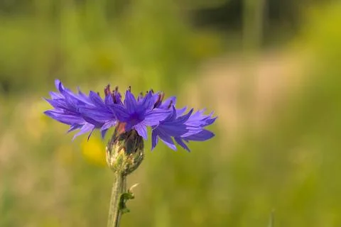 Blue flower in the rays of the sun. Stock Photos