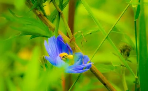 Blue flower with selective focus Stock Photos
