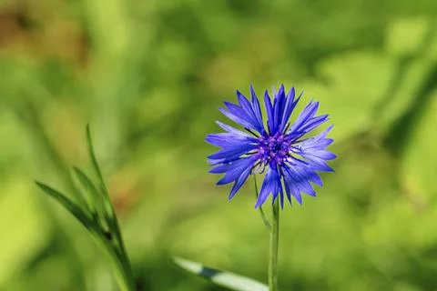 Blue flower in spring Stock Photos