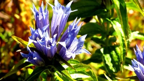 Blue flower sways in the wind Stock Footage 69084034