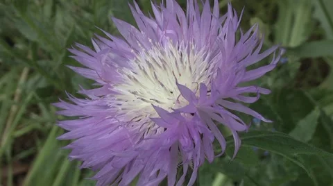 Blue Flower - Thistle Video stock 6320985