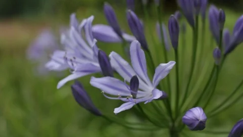 BLUe flower in a wild Stock Footage 100279241