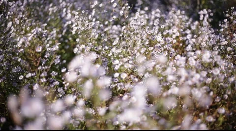 Blue flowerbed Stock Footage 920928
