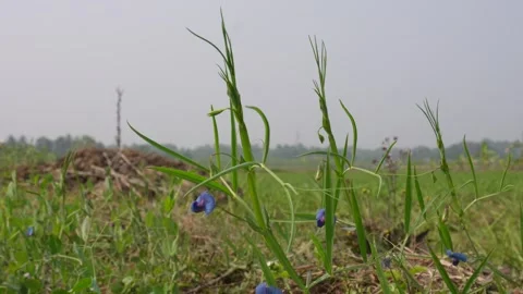 Blue Flowered Grass Pea Fields 스톡 동영상 332586780