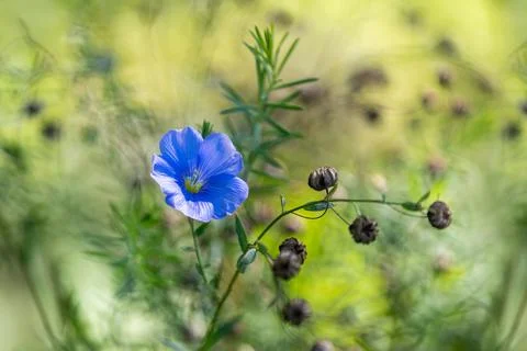 Blue-flowered herbaceous Stock Photos