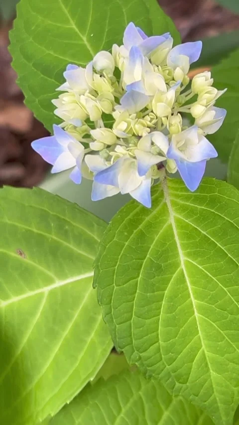 Blue flowered hydrangea vertical Stock Footage 242515898