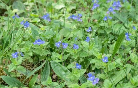 Blue flowered speedwell Stock Photos