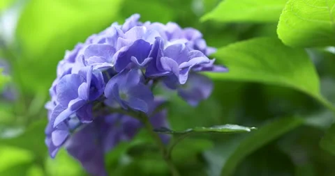 Blue flowering hydrangea swaying in the wind, close-up Video stock 247507108