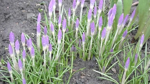 Blue Flowering Spring Crocus Video stock 1090251