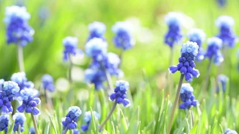 Blue flowers 1 Stock Footage 142304072