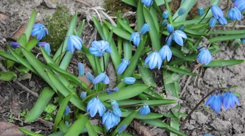 Blue Flowers 2 Video stock 48249706