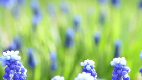 Blue flowers 2 Stock Footage 142304109