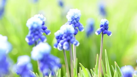 Blue flowers 3 Stock Footage 142304096