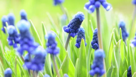 Blue flowers 4 Stock Footage 142304138
