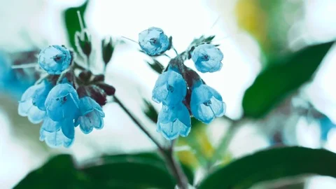 Blue flowers 4K Stock Footage 76942798