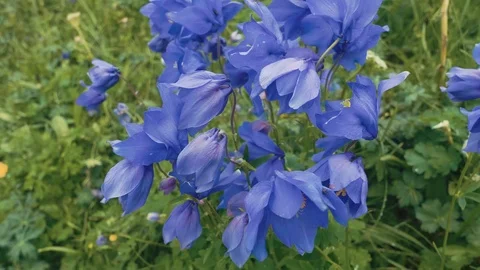 Blue flowers on Alpine meadows. The backdrop Against the mountains. Breeze. 4K. Stock Footage 93830566