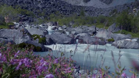 Blue flowers on Alpine meadows. The backdrop Against the mountains. Breeze. 4K. Stock Footage 93840613