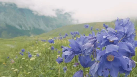 Blue flowers on Alpine meadows. The backdrop Against the mountains. Breeze. 4K. Stock Footage 93854832