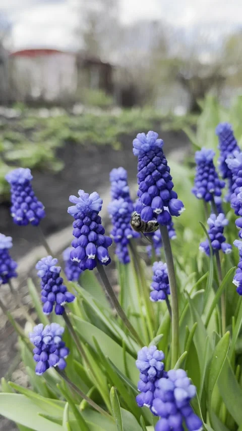 Blue flowers and the bee Video stock 155569247
