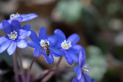 Blue Flowers and a Hoverfly Foto stock