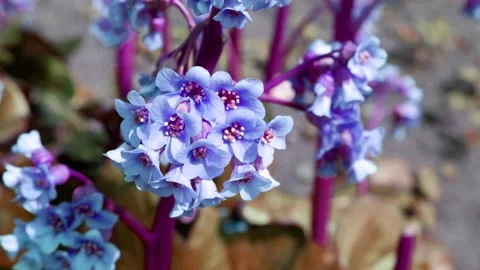 Blue flowers are moving in the wind. Stock Footage 167273250