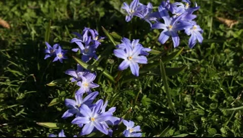 Blue flowers on a background of green grass Video stock 10600218
