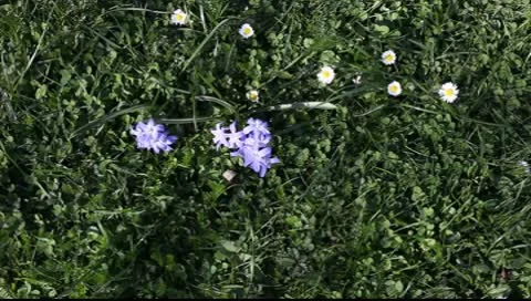 Blue flowers on a background of green grass Video stock 10600219
