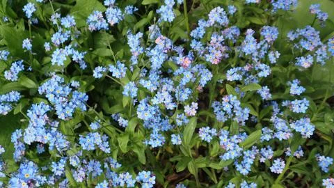 Blue flowers background 스톡 사진