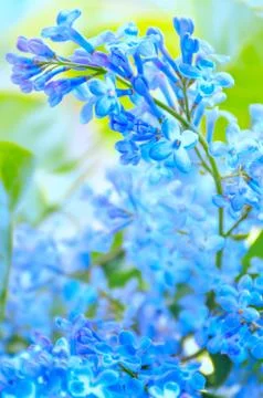 Blue flowers background Stock-Fotos