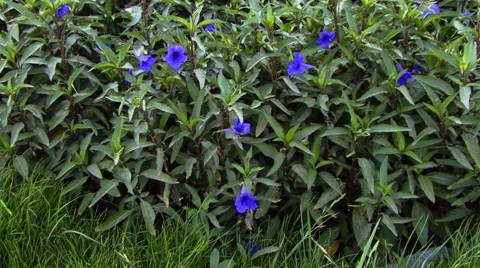 Blue flowers backround Stock Footage 49479706
