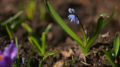 Blue flowers begin to bloom in spring Stock Photos