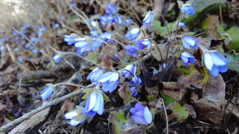Blue flowers bloom on the forest floor in early spring days in a quiet natural s Stock-Footage 332065237