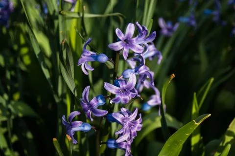 Blue flowers bloom in the spring. Stock Photos