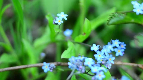 Blue flowers bug tracking Stock Footage 37798980