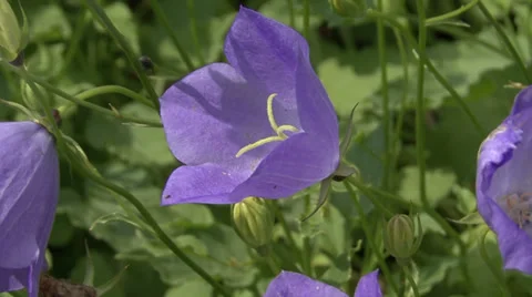 Blue flowers campanula Stock-Footage 28742216