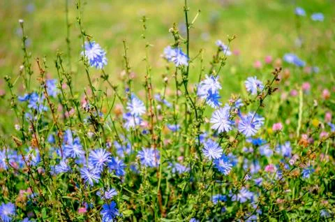 Blue flowers of chicory large on the background of summer flowering meadows.  Foto stock