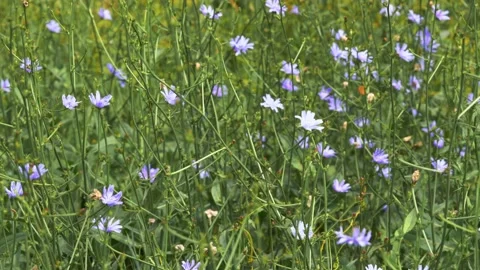 Blue flowers of Chicory ordinary lat. Chicory common Stock Footage 159446653