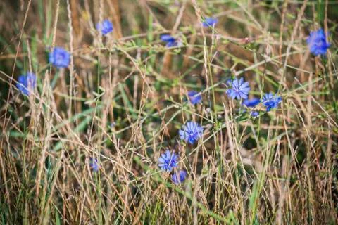 Blue flowers of chicory Stock Photos