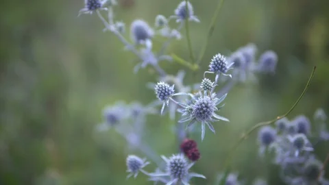 Blue flowers in the clearing Stock Footage 113424828