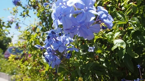 Blue Flowers up close during the day 10sec Stock Footage 108653773
