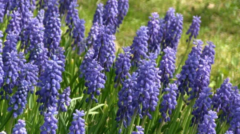 Blue flowers close up Stock Footage 25508582