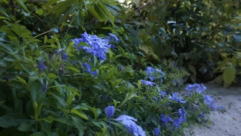 Blue flowers close up. Large bush with blue flowers in the garden. Stock Footage 118597571